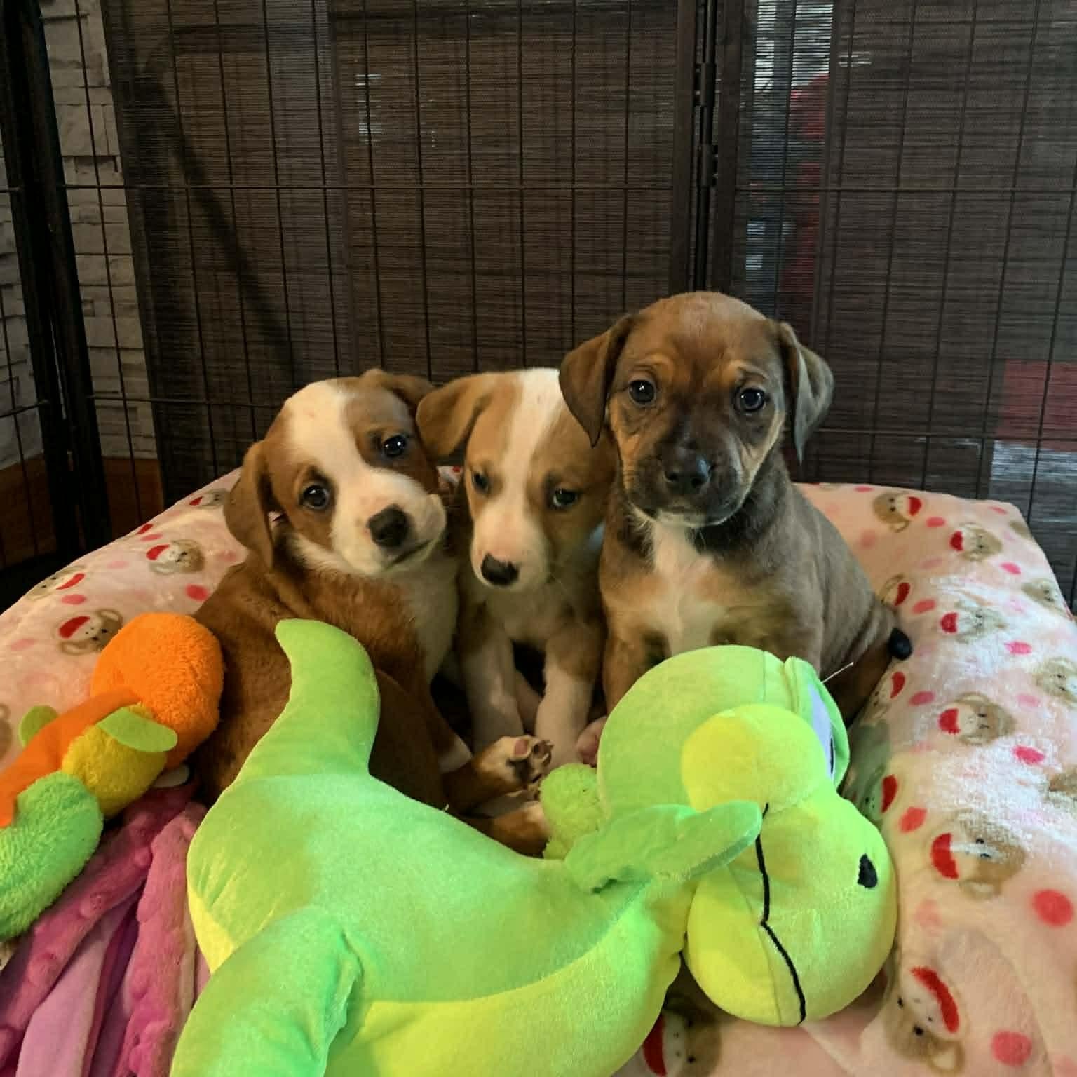 Enlarge Belle, a ADOPTABLE mixed breed in Plymouth Meeting, PA image 4/5