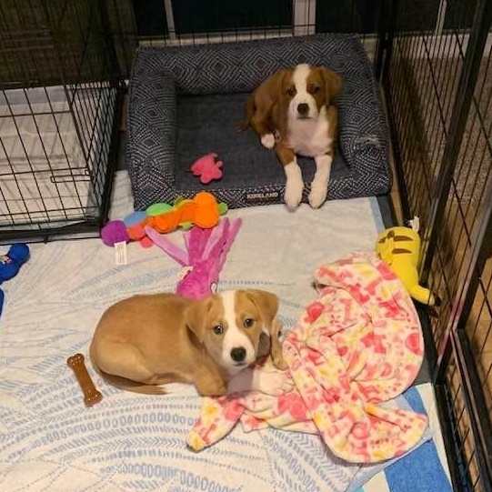 Enlarge Belle, a ADOPTABLE mixed breed in Plymouth Meeting, PA image 2/5