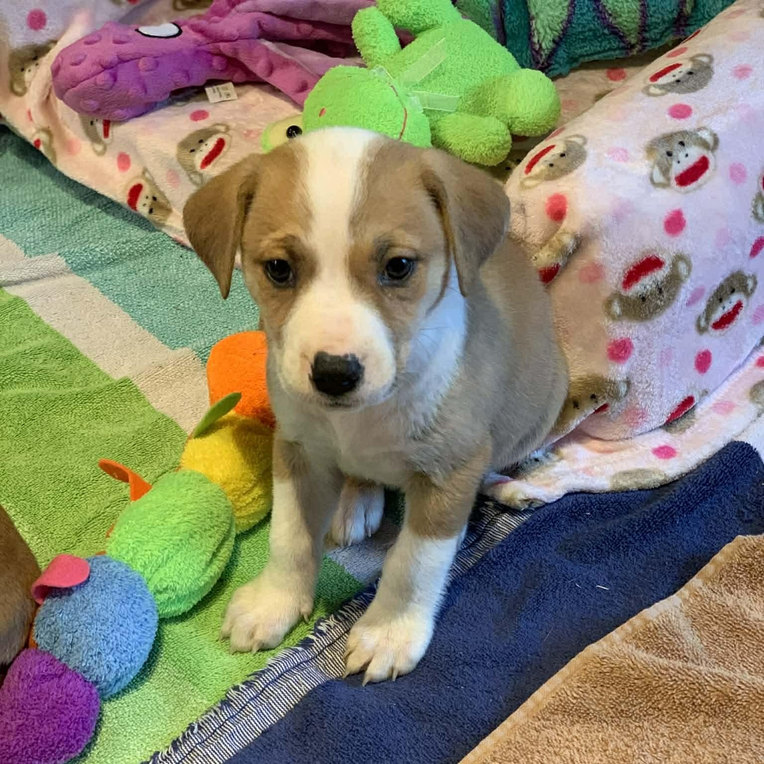 Enlarge Belle, a ADOPTABLE mixed breed in Plymouth Meeting, PA image 3/5