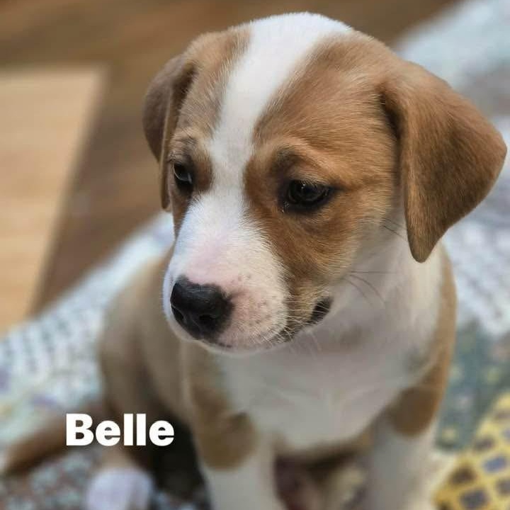 Belle, ADOPTABLE, Puppy Female Boxer.