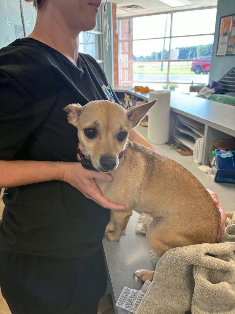 Enlarge Piper, a Adoptable Chihuahua in Marion, OH image 1/1