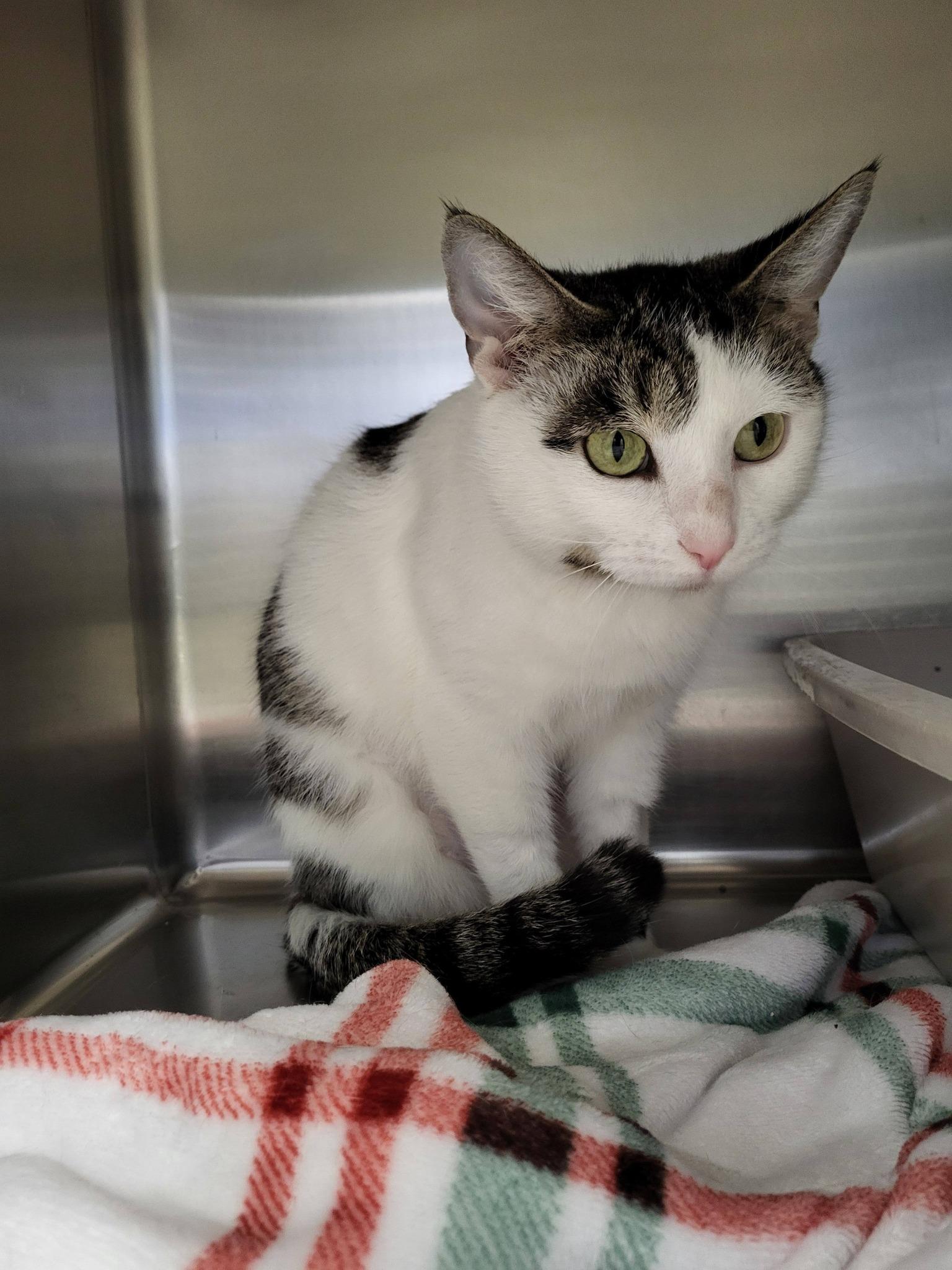 Enlarge Milkweed, an adoptable Domestic Short Hair in Chilton, WI image 2/5