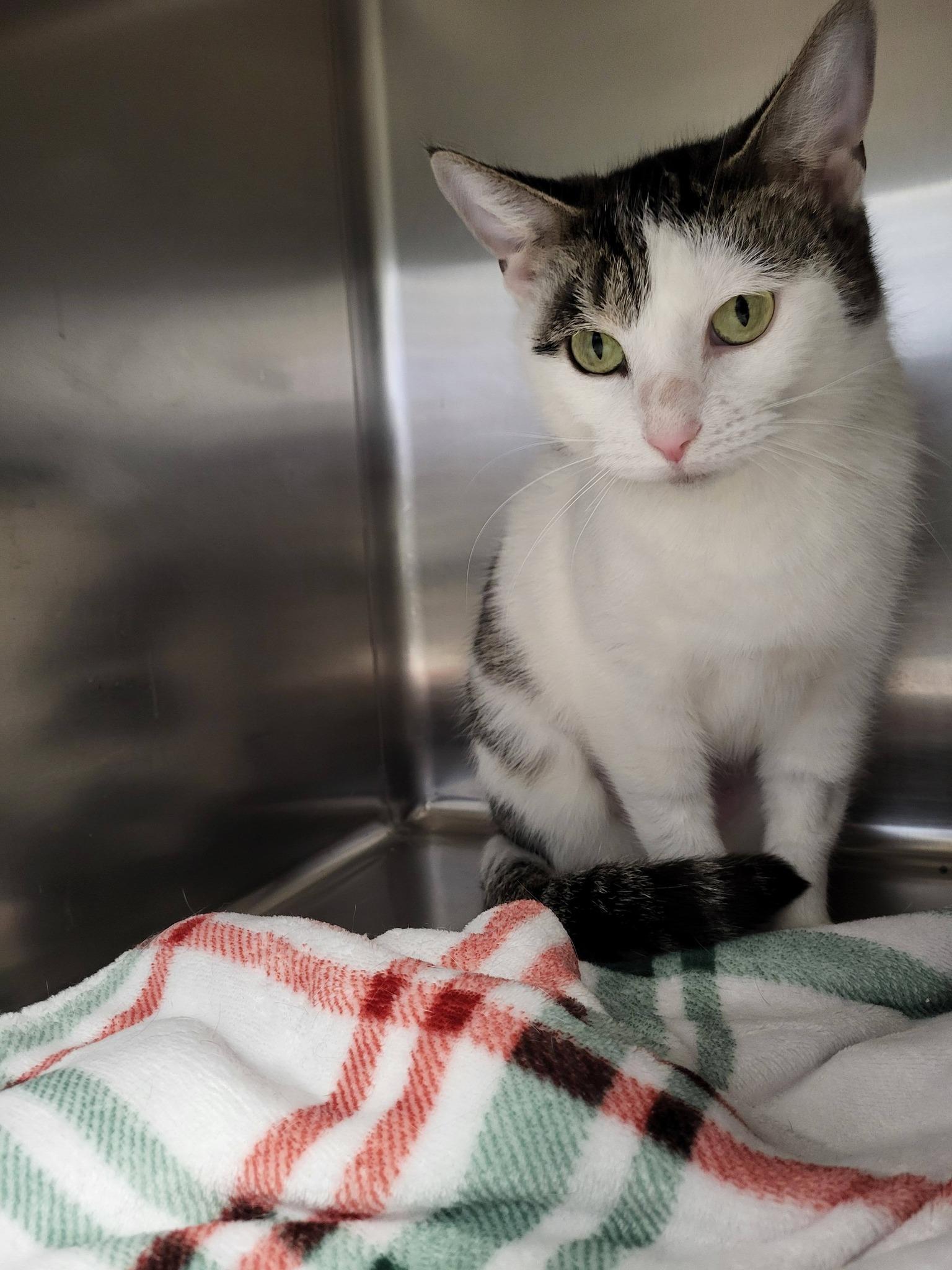 Enlarge Milkweed, an adoptable Domestic Short Hair in Chilton, WI image 5/5