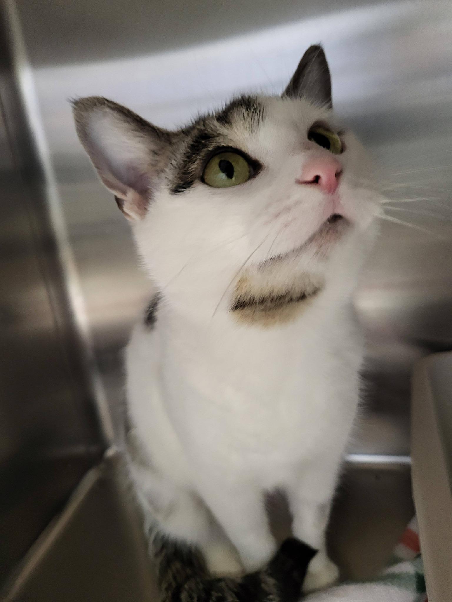 Milkweed, adoptable, Adult Female Domestic Short Hair.