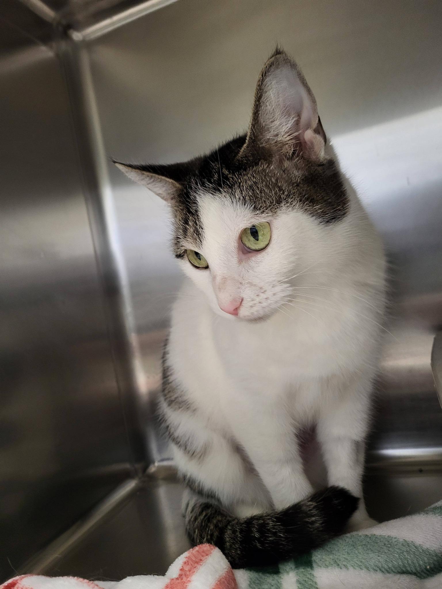 Enlarge Milkweed, an adoptable Domestic Short Hair in Chilton, WI image 3/5