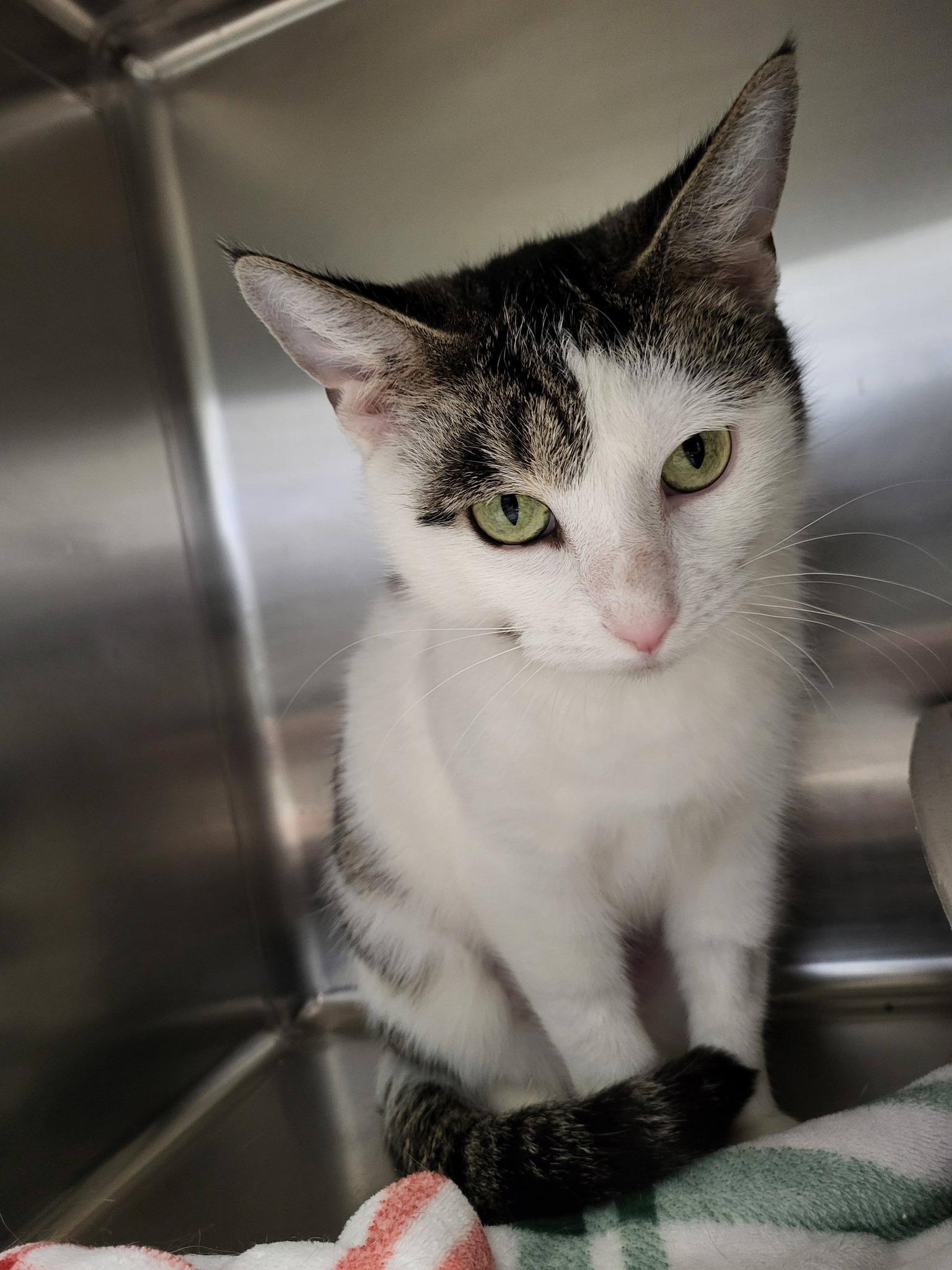 Enlarge Milkweed, an adoptable Domestic Short Hair in Chilton, WI image 4/5