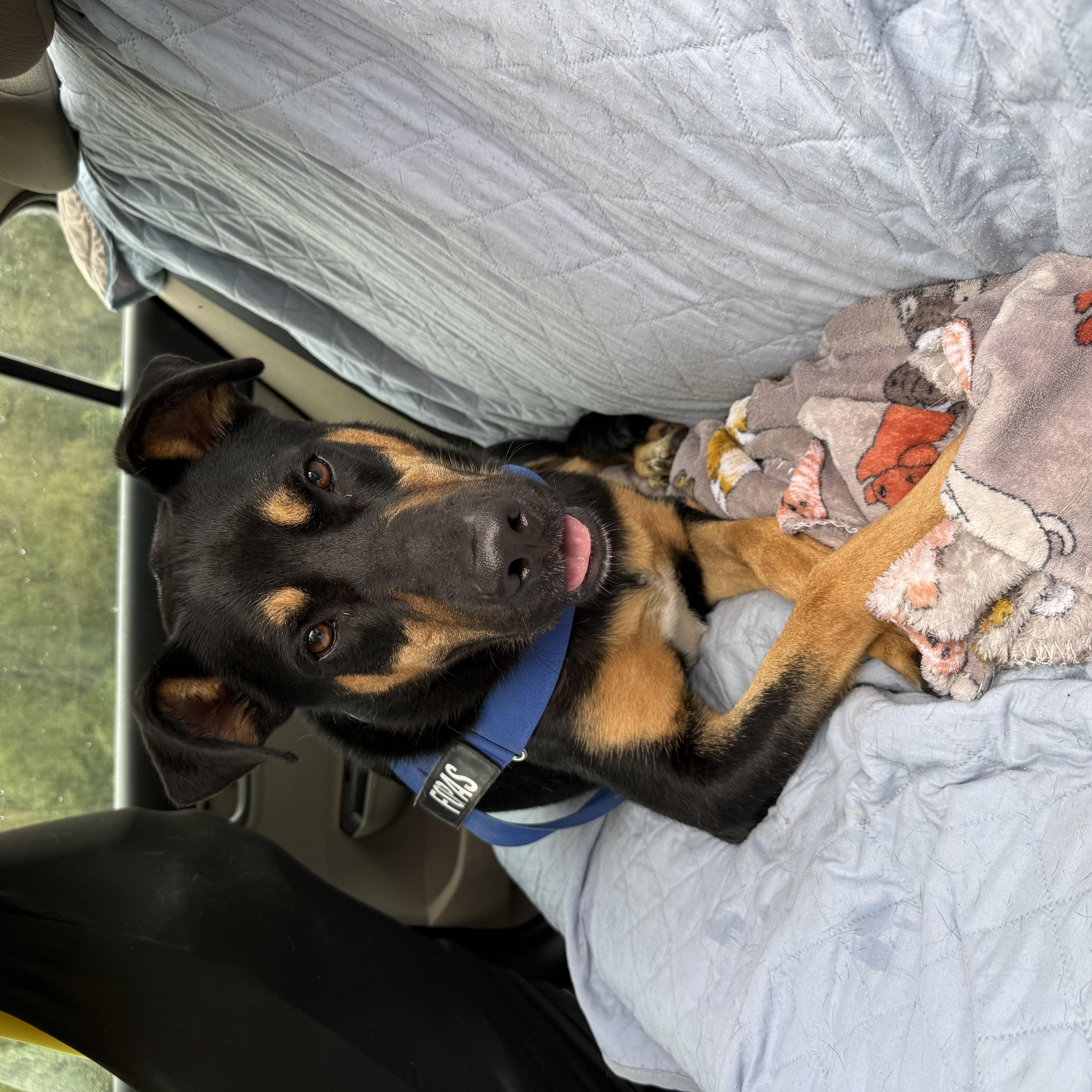 Enlarge KING, a Adoptable mixed breed in Perry, GA image 3/4