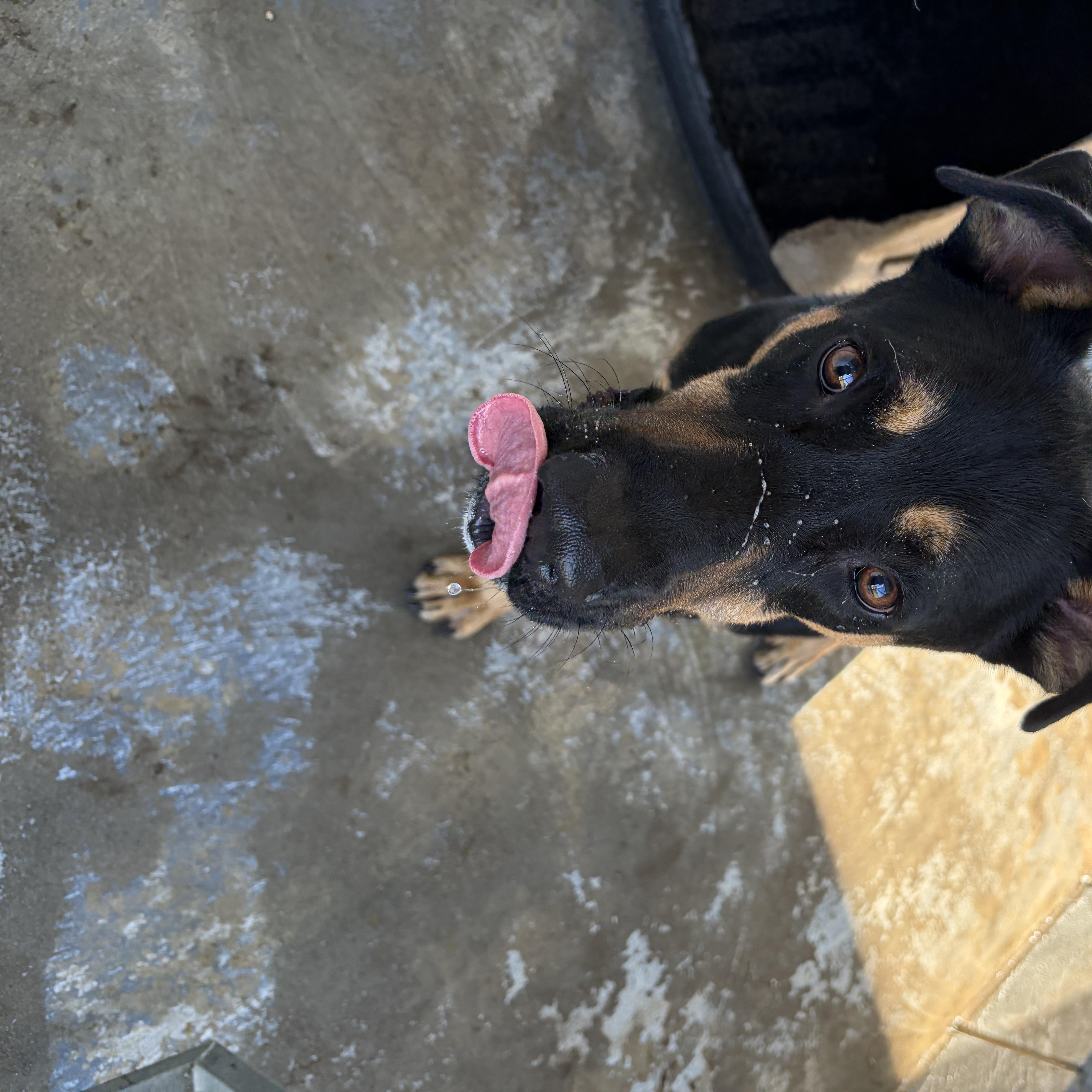 Enlarge KING, a Adoptable mixed breed in Perry, GA image 4/4