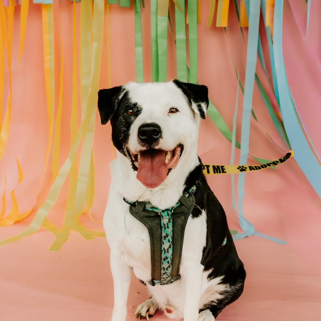 Dewey, Adoptable, Senior Male Mixed Breed.