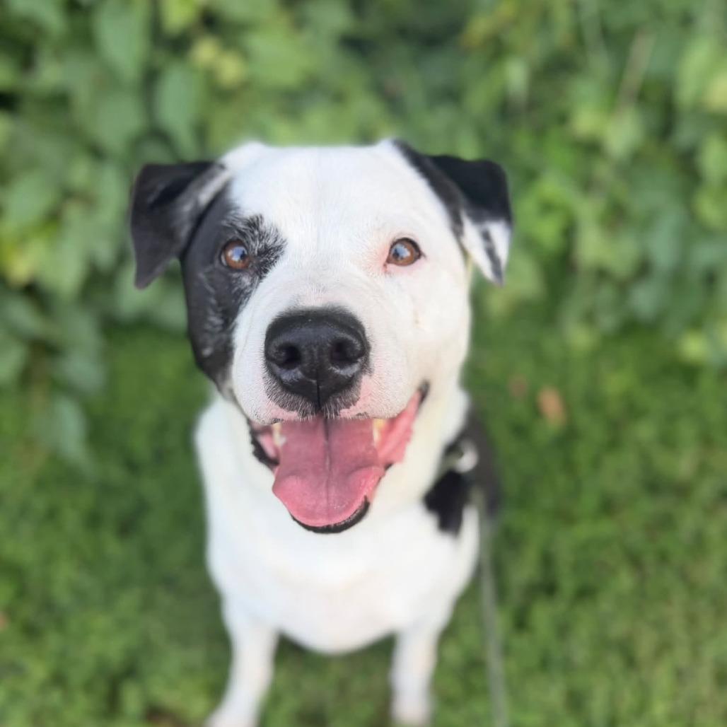 Dewey, a Adoptable Mixed Breed in Jeffersonville, IN image 2/6