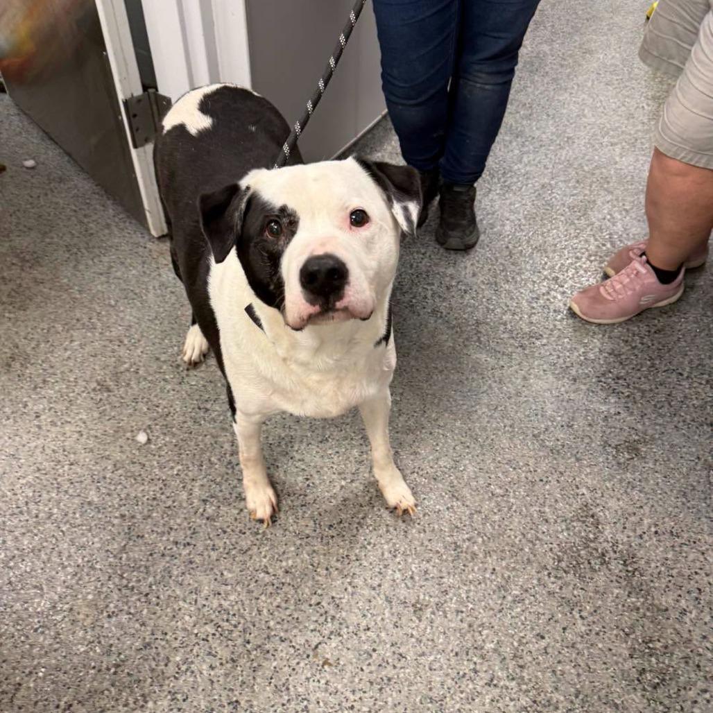Dewey, a Adoptable Mixed Breed in Jeffersonville, IN image 4/6