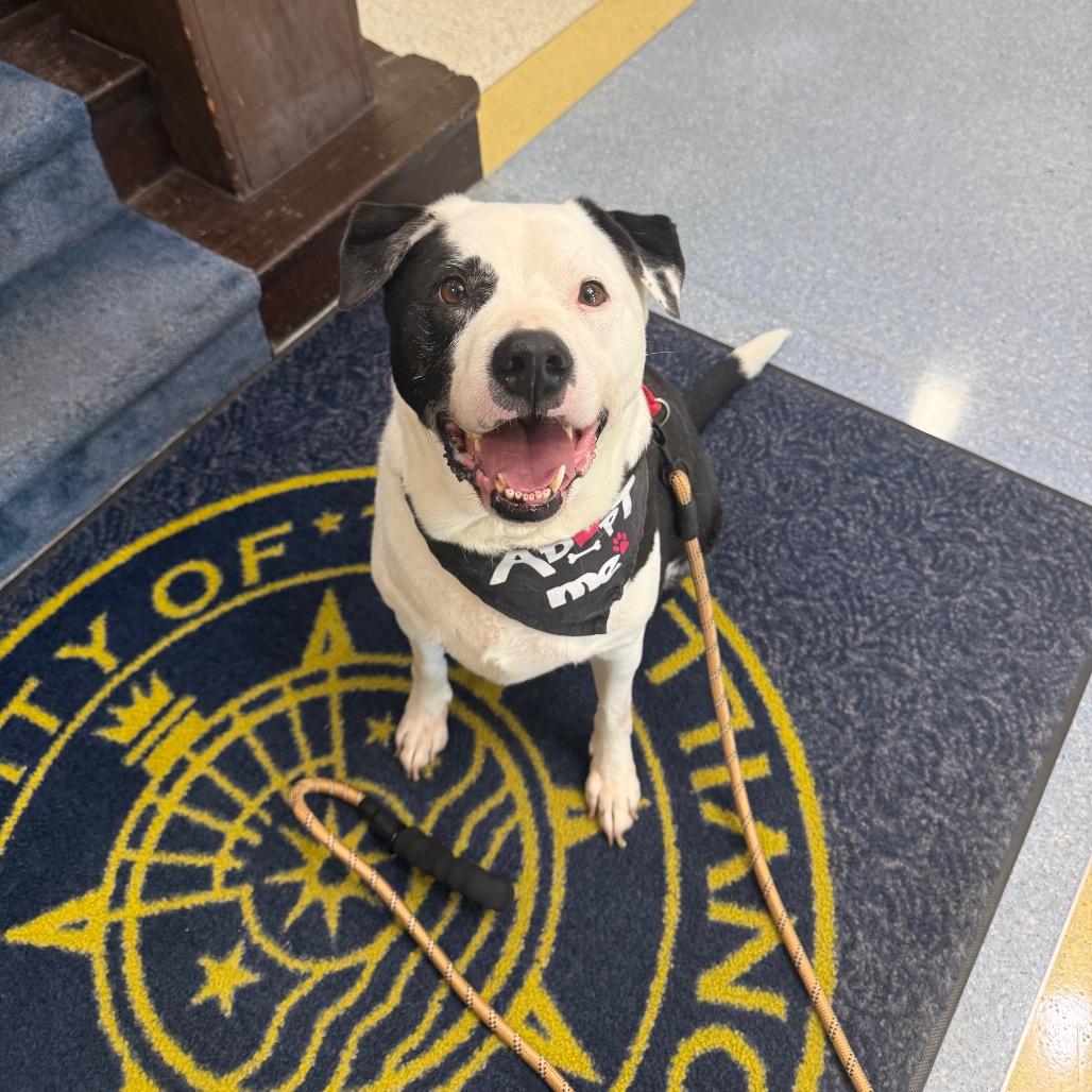 Dewey, a Adoptable Mixed Breed in Jeffersonville, IN image 5/6