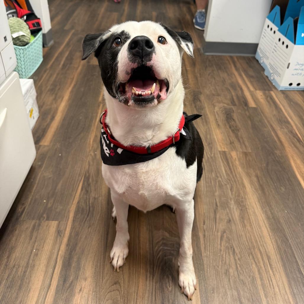 Dewey, a Adoptable Mixed Breed in Jeffersonville, IN image 6/6