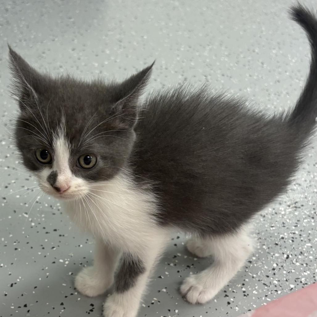 Orion, Adopted, Kitten Male Domestic Medium Hair.