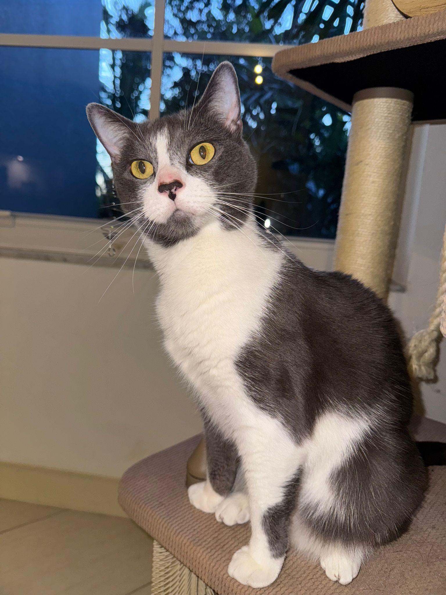 Maky & Grisy, a Adoptable Domestic Short Hair in Naples, FL image 1/6