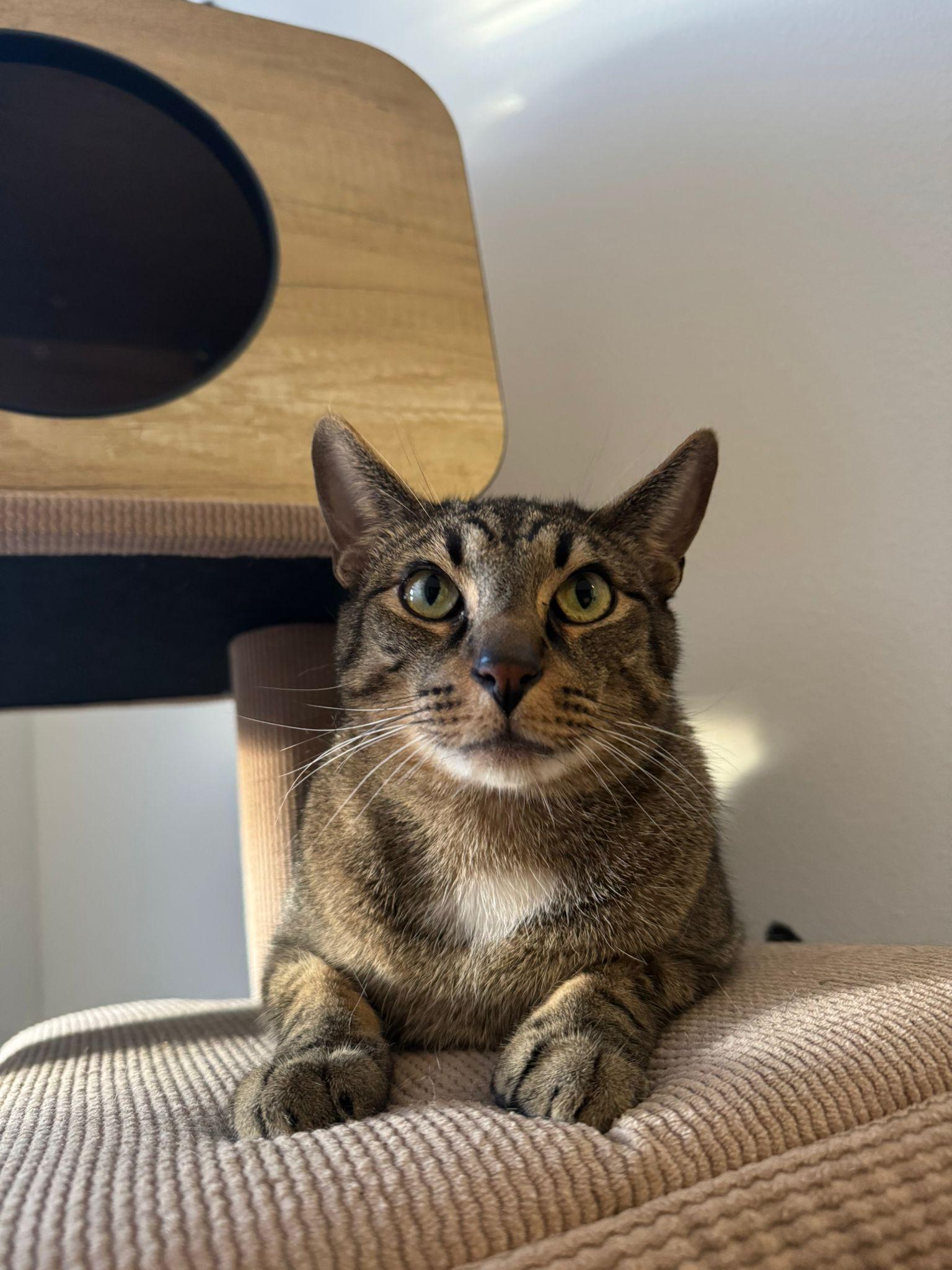 Maky & Grisy, a Adoptable Domestic Short Hair in Naples, FL image 2/6