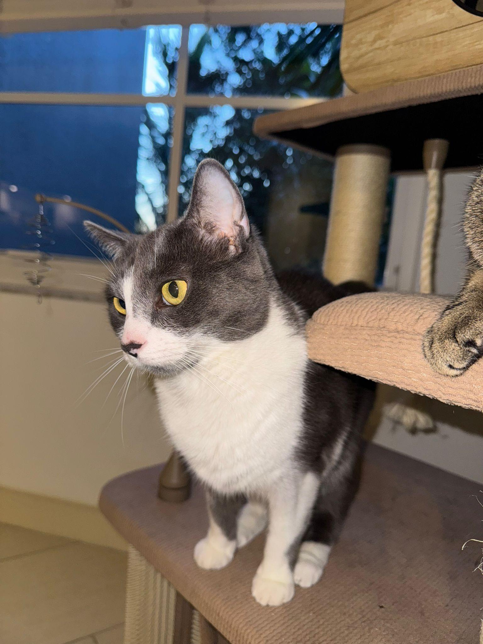 Maky & Grisy, a Adoptable Domestic Short Hair in Naples, FL image 5/6