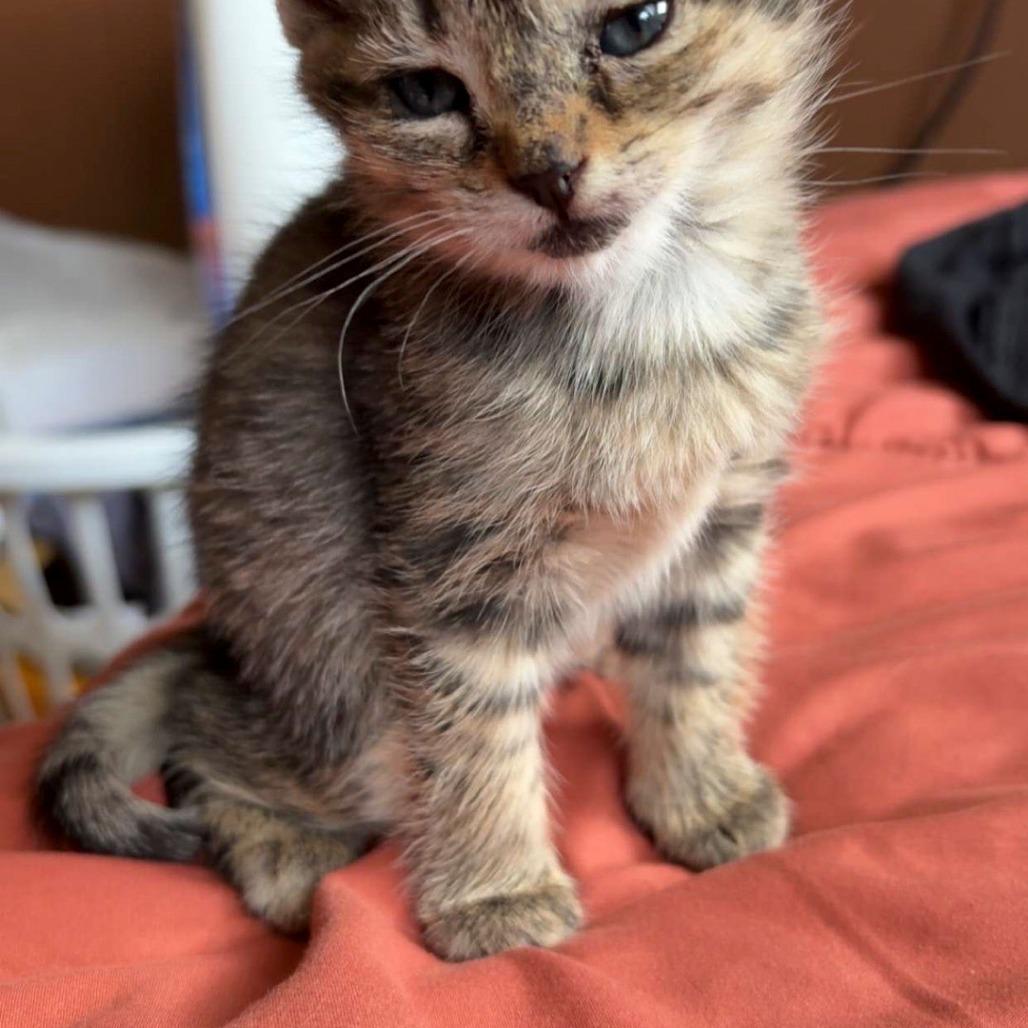 Enlarge Squish, a Adoptable Domestic Short Hair in Klamath Falls, OR image 1/1