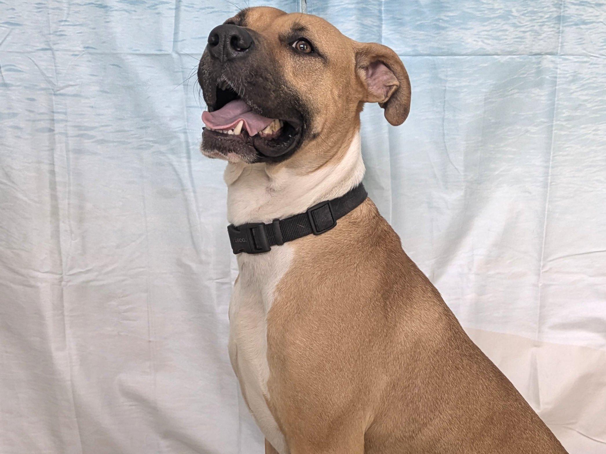 Enlarge Milo, a ADOPTABLE mixed breed in Republic, WA image 3/6