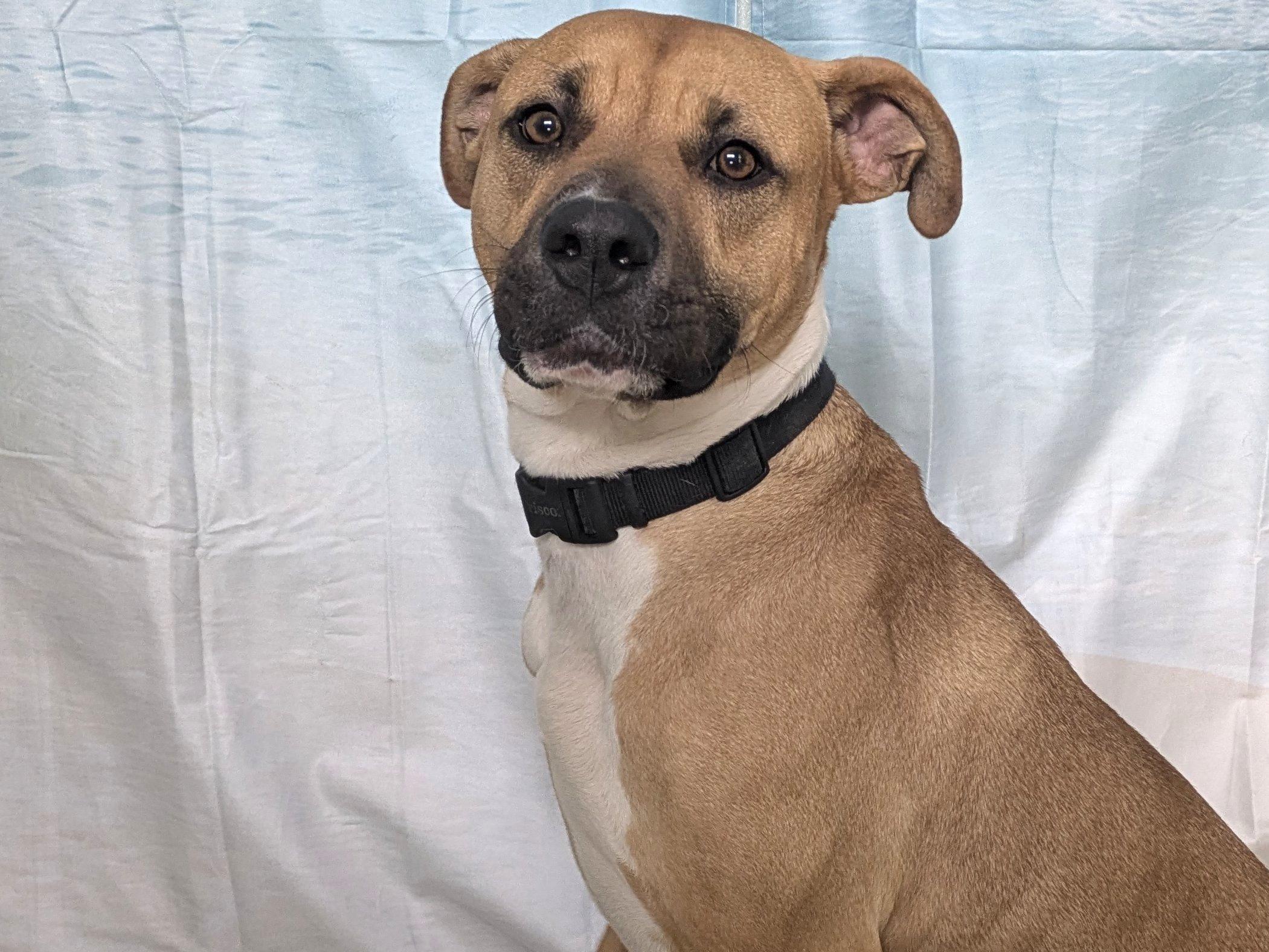 Milo, ADOPTABLE, Adult Male American Bulldog & Mixed Breed.