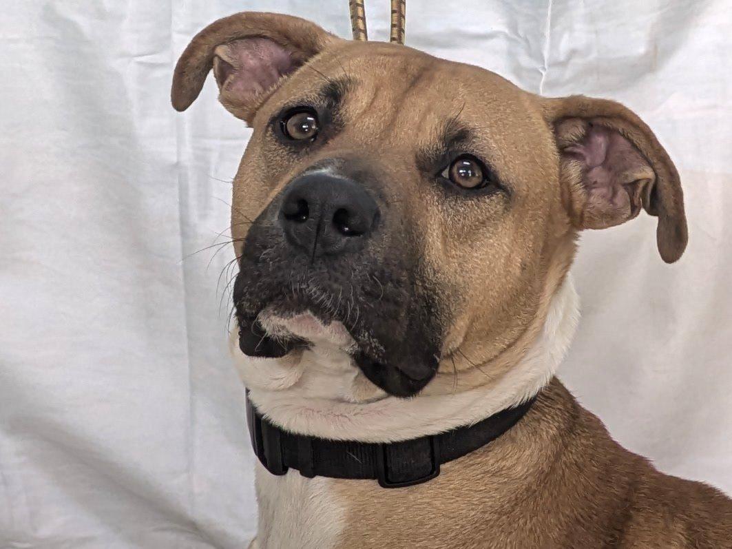 Enlarge Milo, a ADOPTABLE mixed breed in Republic, WA image 5/6