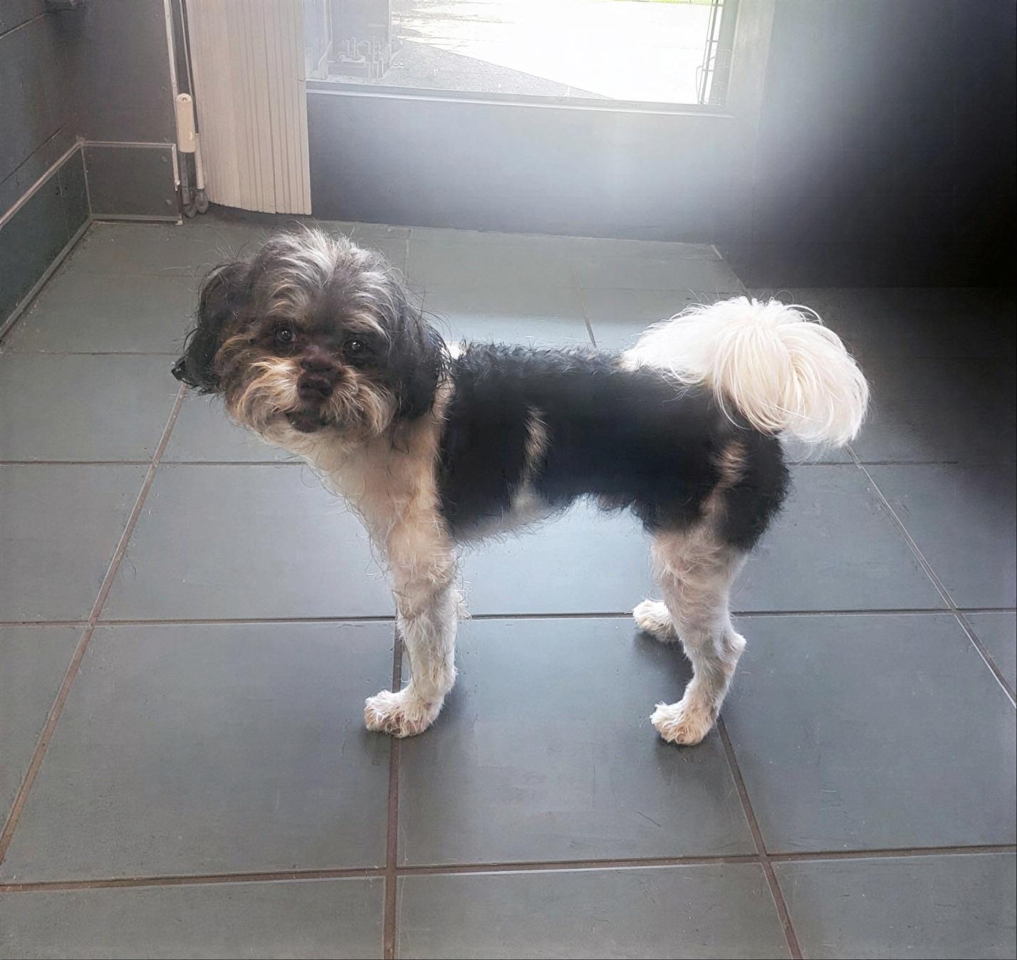 Enlarge Jacob, an adopted Mixed Breed in Nashville, TN image 1/1