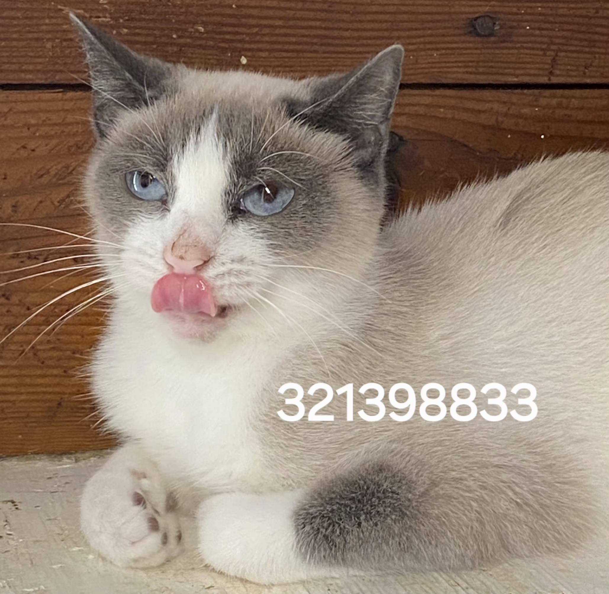 Enlarge 321398833, a ADOPTABLE Siamese in Lees Summit, MO image 1/1
