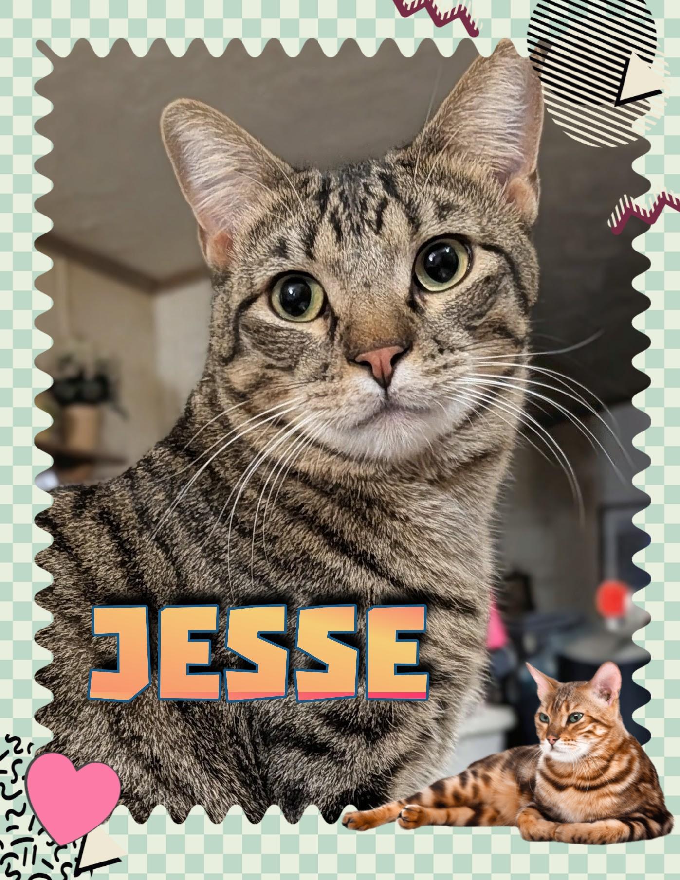 Jesse, ADOPTABLE, Young Male Domestic Short Hair.