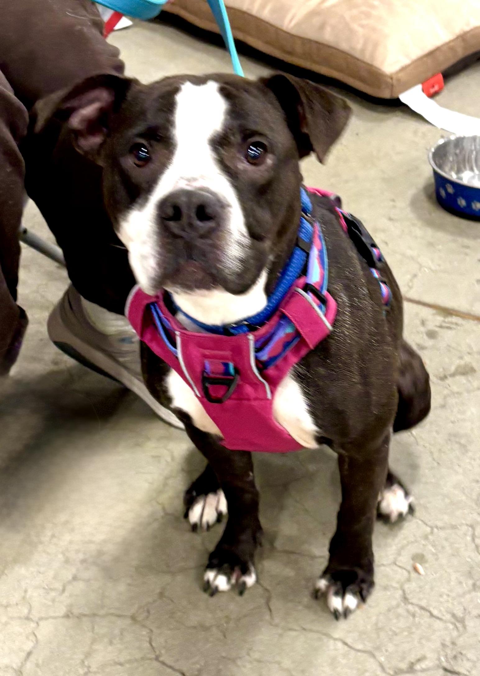 Dorritt, ADOPTABLE, Young Female Terrier & Labrador Retriever.