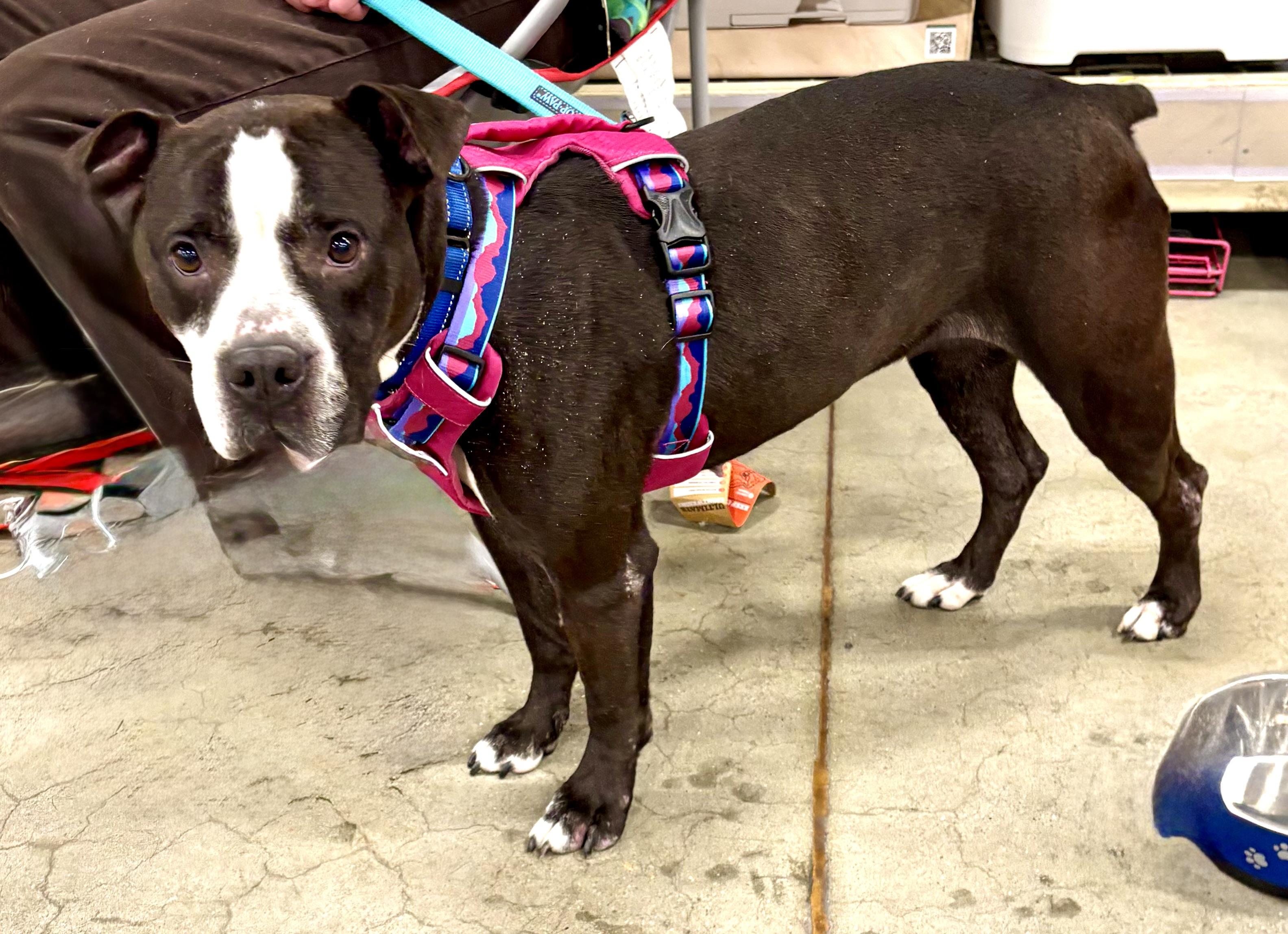 Dorritt, a ADOPTABLE mixed breed in Warren, NJ image 4/5