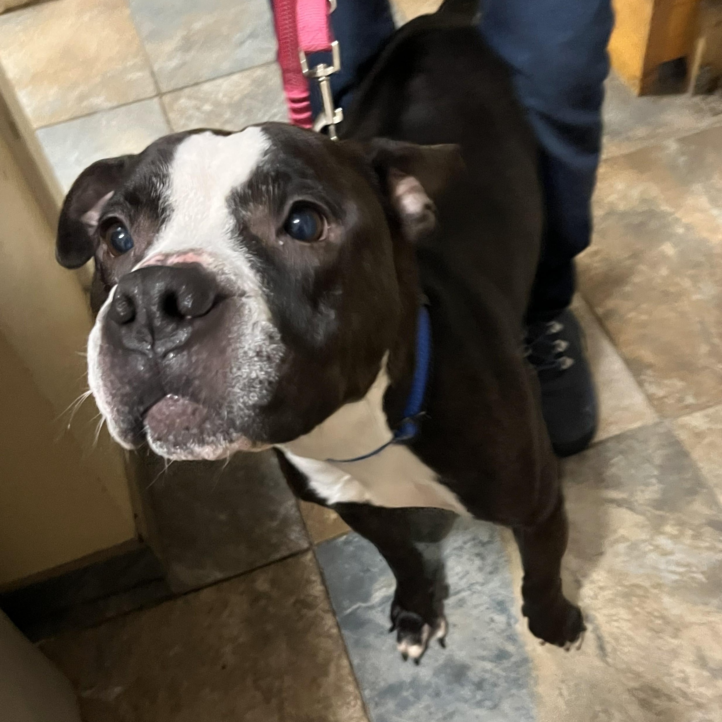 Enlarge Dorritt, a ADOPTABLE mixed breed in Warren, NJ image 1/2