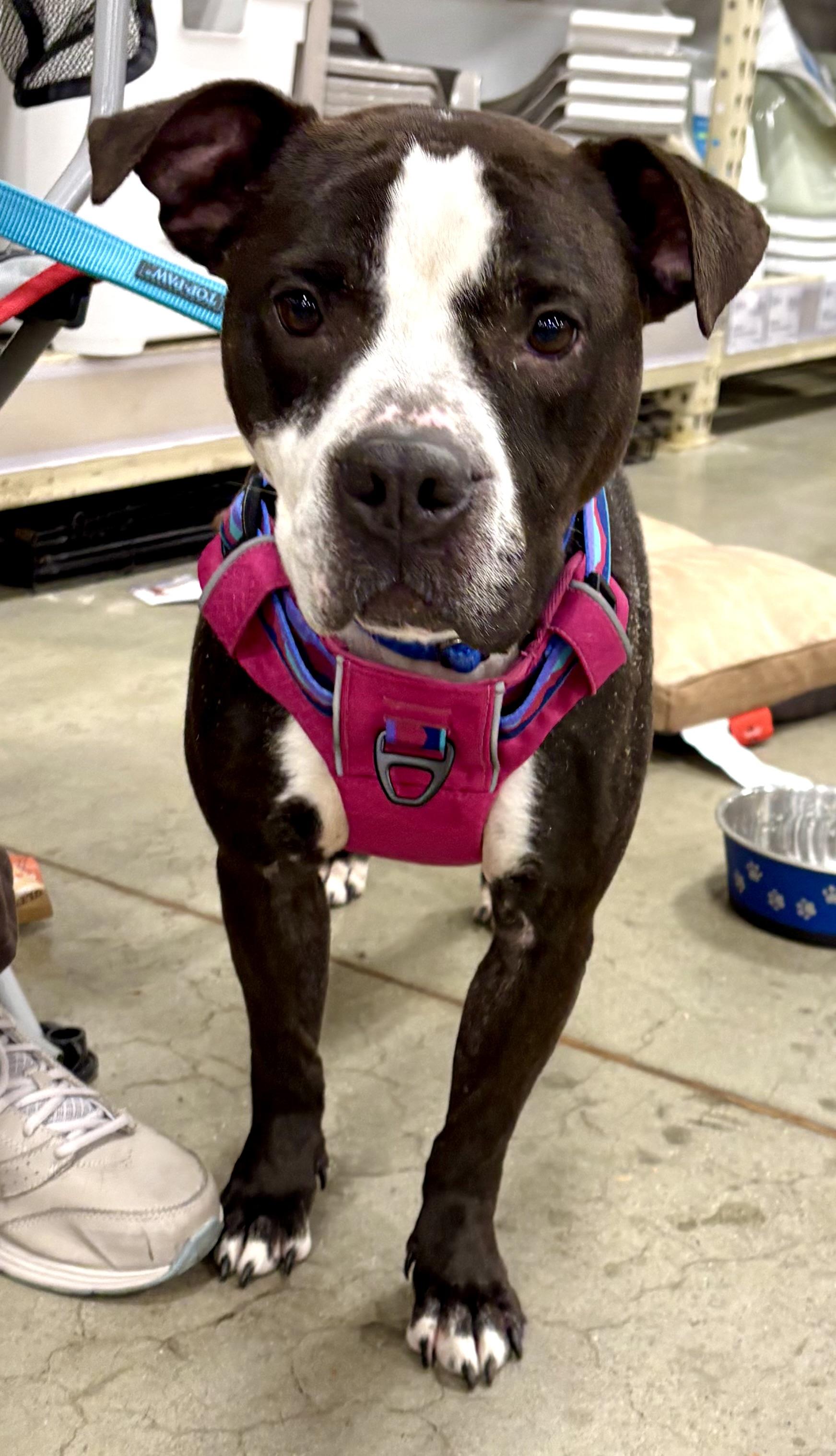 Dorritt, a ADOPTABLE mixed breed in Warren, NJ image 3/5