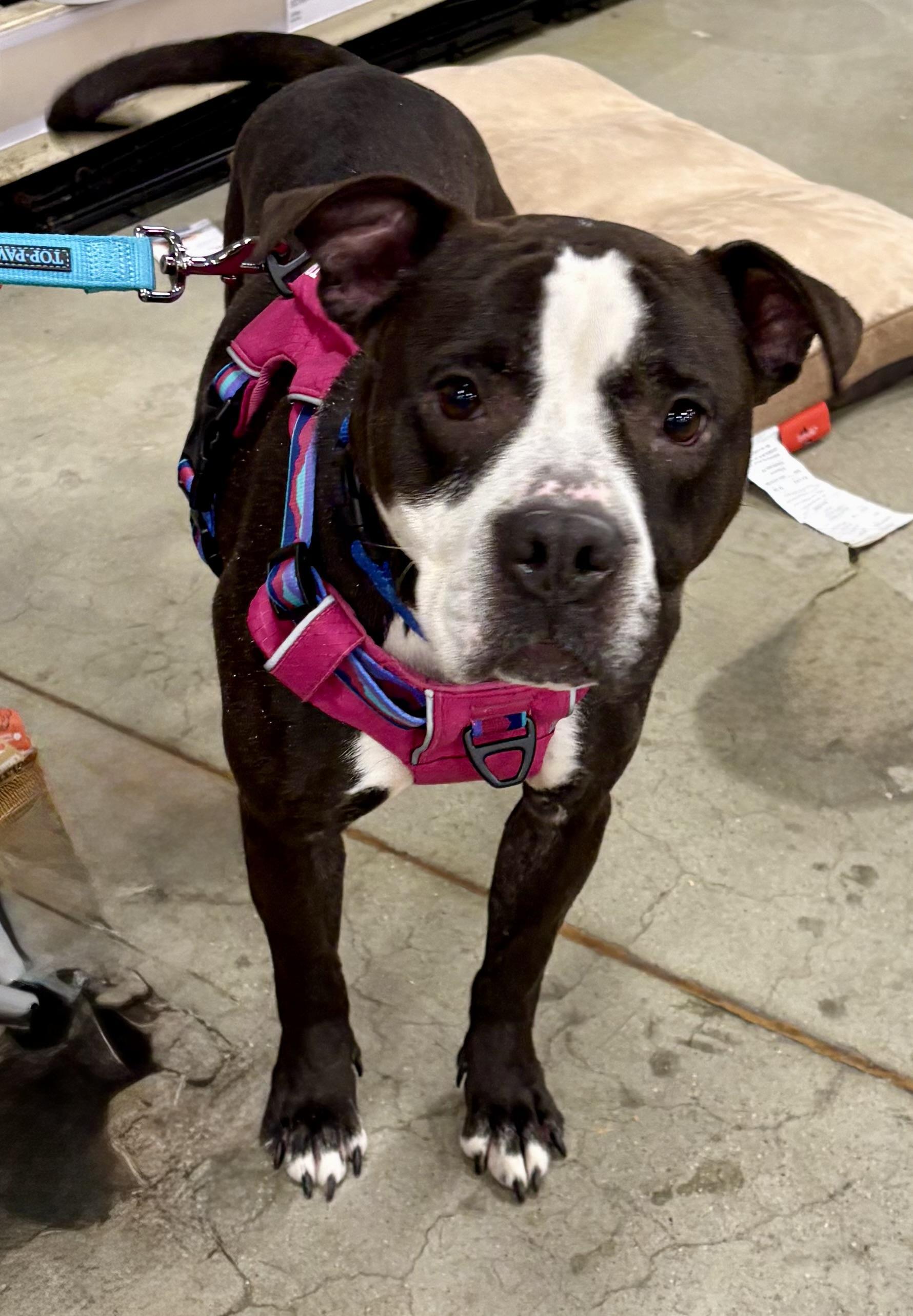 Dorritt, a ADOPTABLE mixed breed in Warren, NJ image 5/5