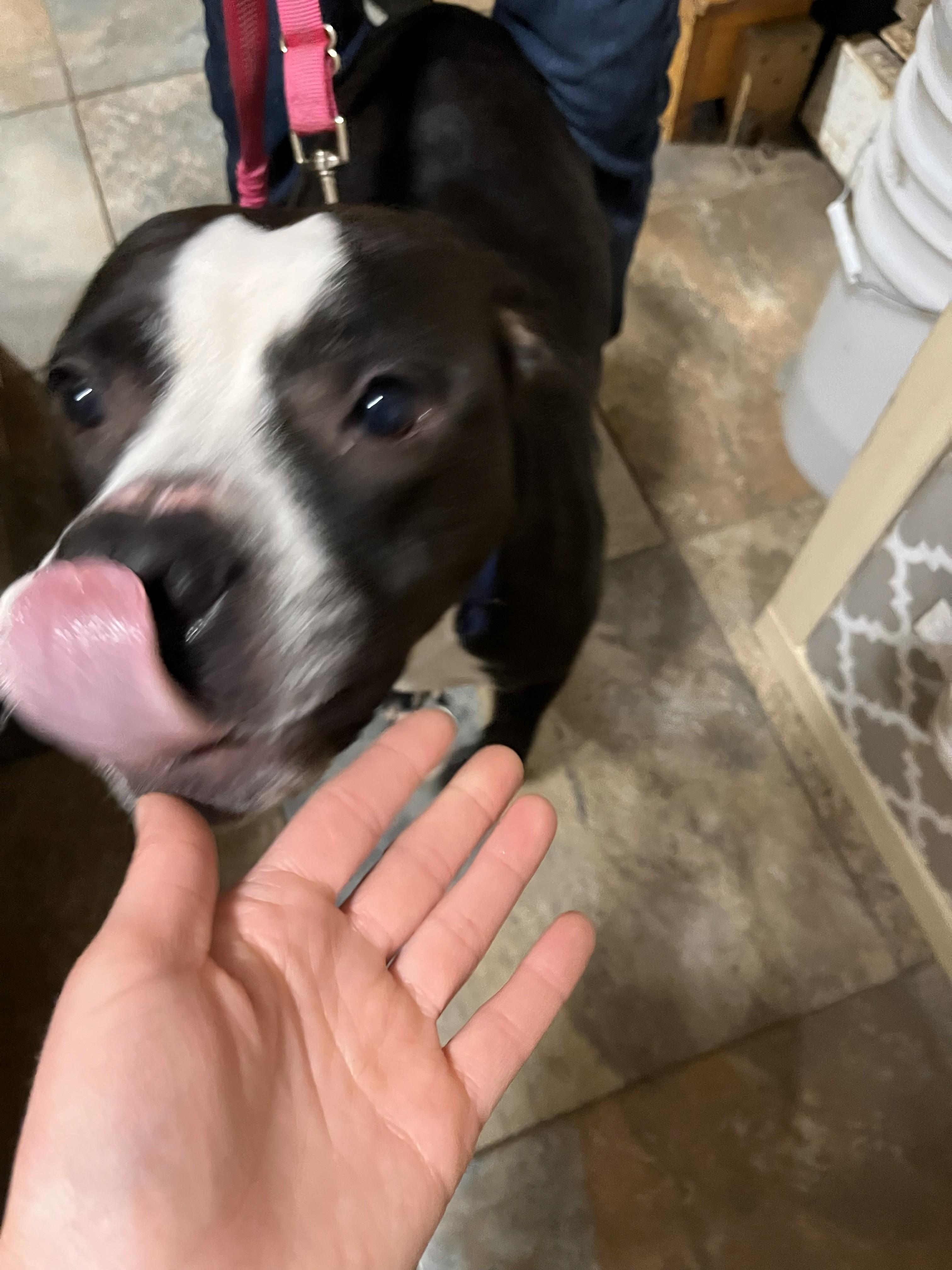 Enlarge Dorritt, a ADOPTABLE mixed breed in Warren, NJ image 2/2