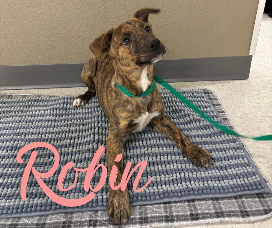 Robin, adopted, Puppy Female Husky & Australian Cattle Dog / Blue Heeler.
