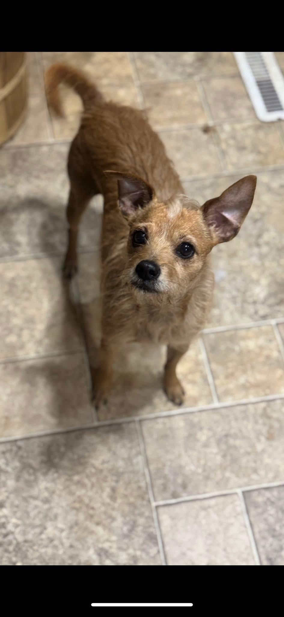 Zoey - small, adopted, Adult Female Chihuahua.