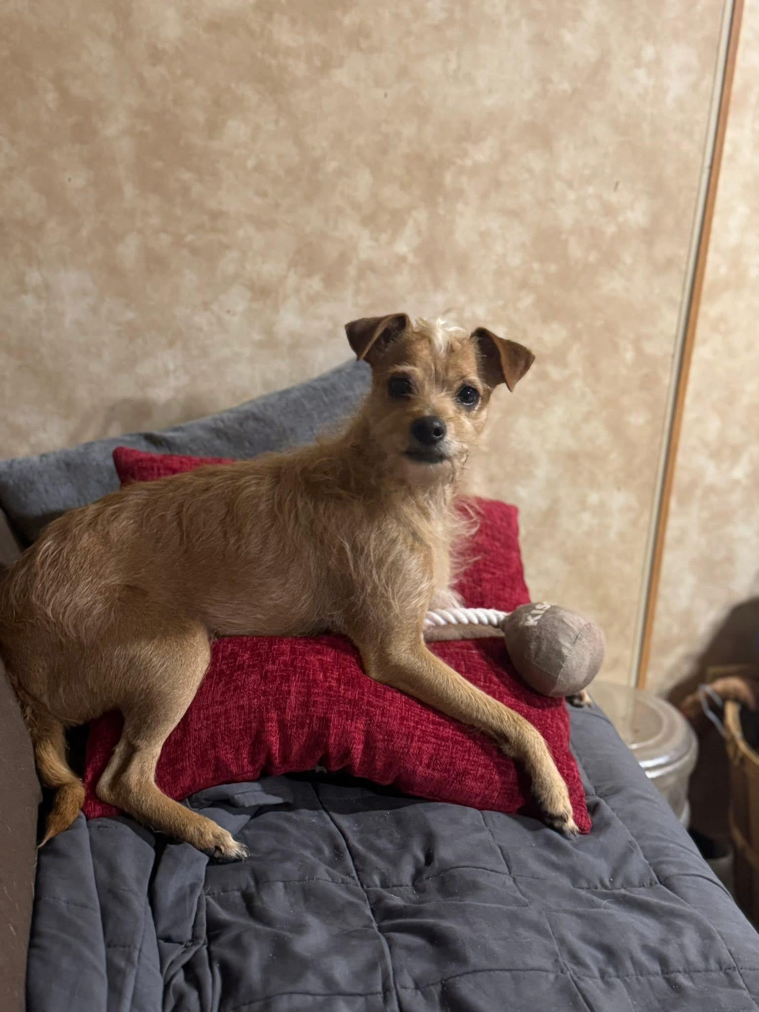 Zoey - small, an adopted mixed breed in Lucedale, MS image 2/3