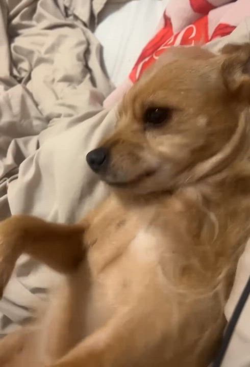 Enlarge Zoey - small, an adopted mixed breed in Lucedale, MS video 3/3