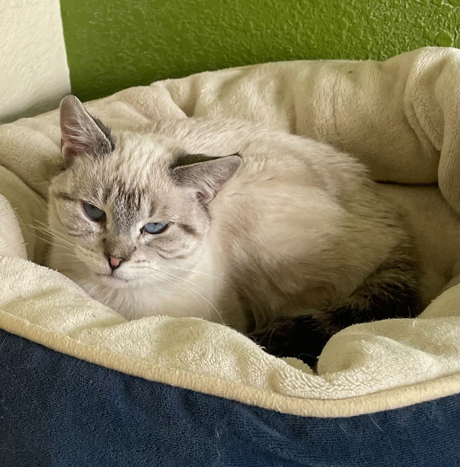 Chickie, Adoptable, Adult Female Siamese.