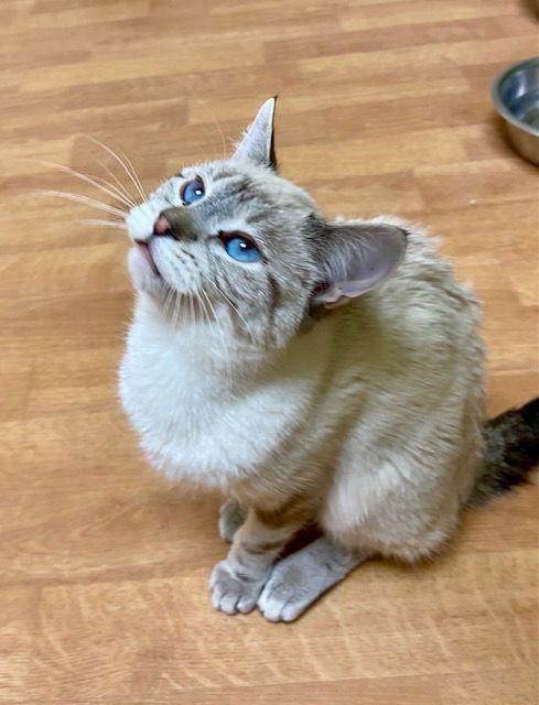 Chickie, a Adoptable Siamese in Fargo, ND image 2/2