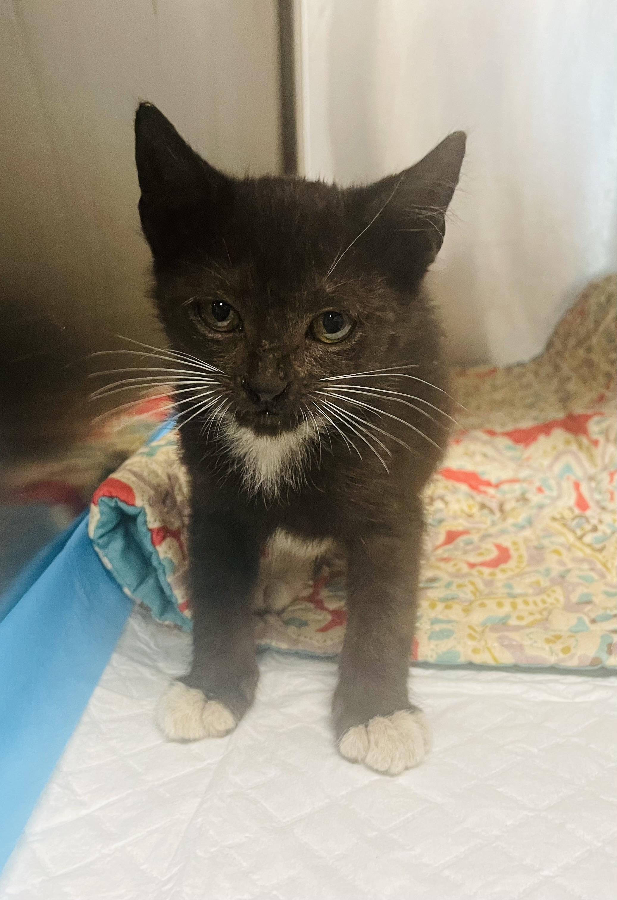 Gideon, adoptable, Kitten Male Tuxedo & Domestic Short Hair.