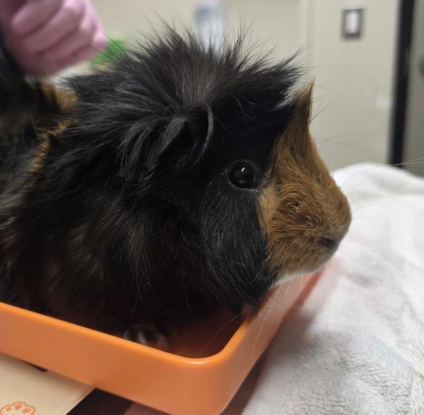 Coffee, Adoptable, Young Male Guinea Pig.
