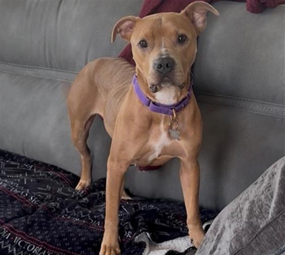 ELSA, Adoptable, Adult Female Pit Bull Terrier.