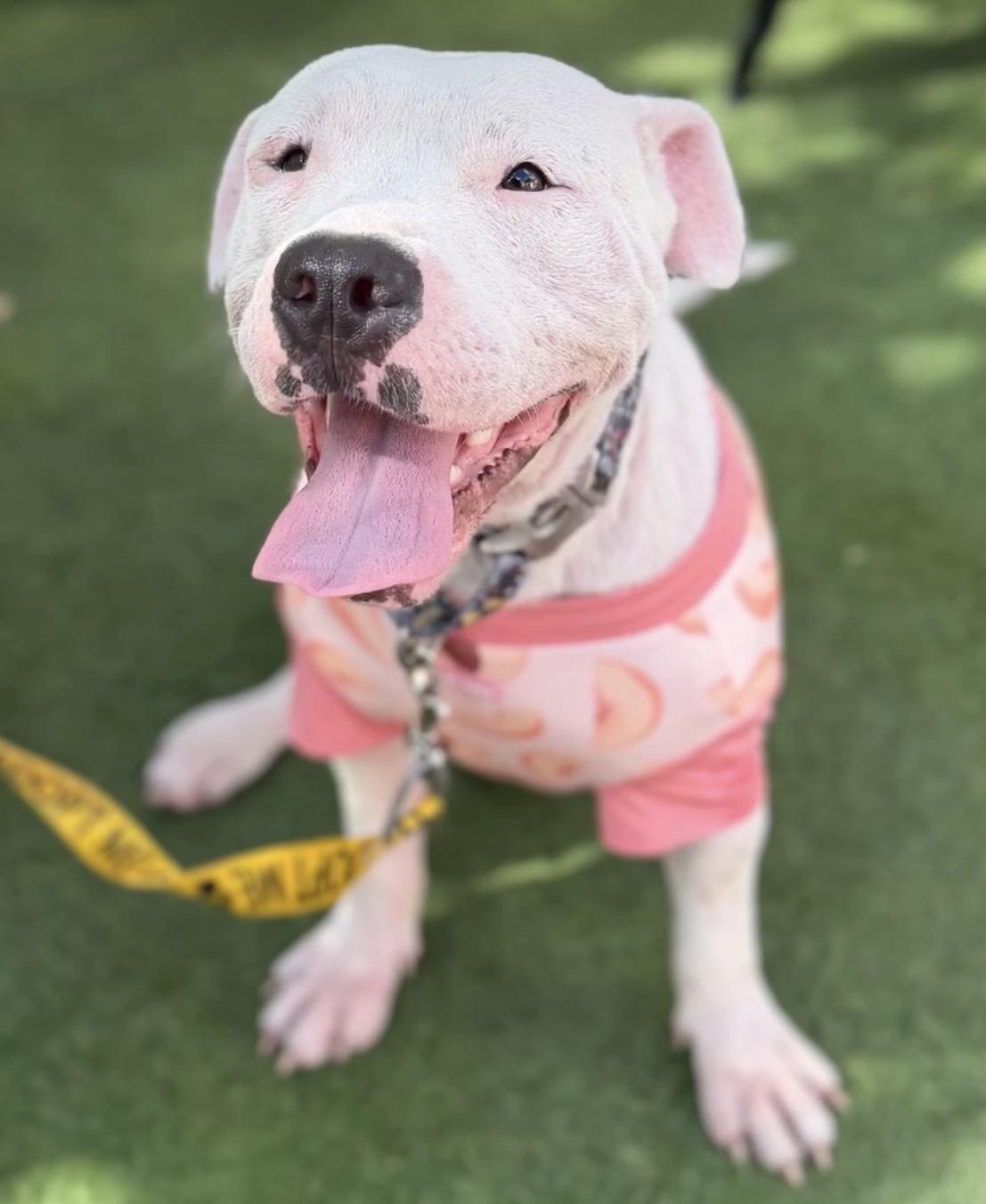 Enlarge Medellin, a ADOPTABLE mixed breed in Southern Pines, NC image 1/1