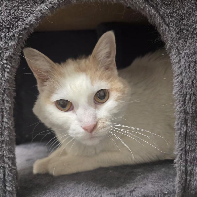 Tabitha, Adoptable, Adult Female Domestic Short Hair & Domestic Short Hair.