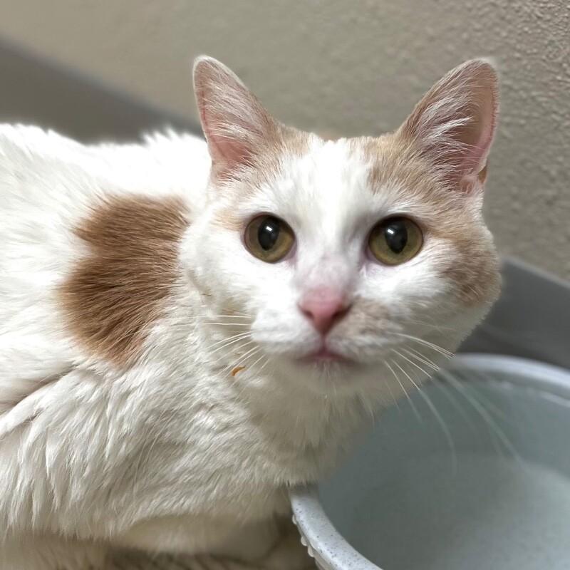 Enlarge Tabitha, a Adoptable mixed breed in Yankton, SD image 2/6