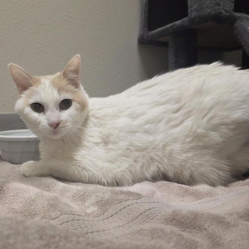 Enlarge Tabitha, a Adoptable mixed breed in Yankton, SD image 3/6