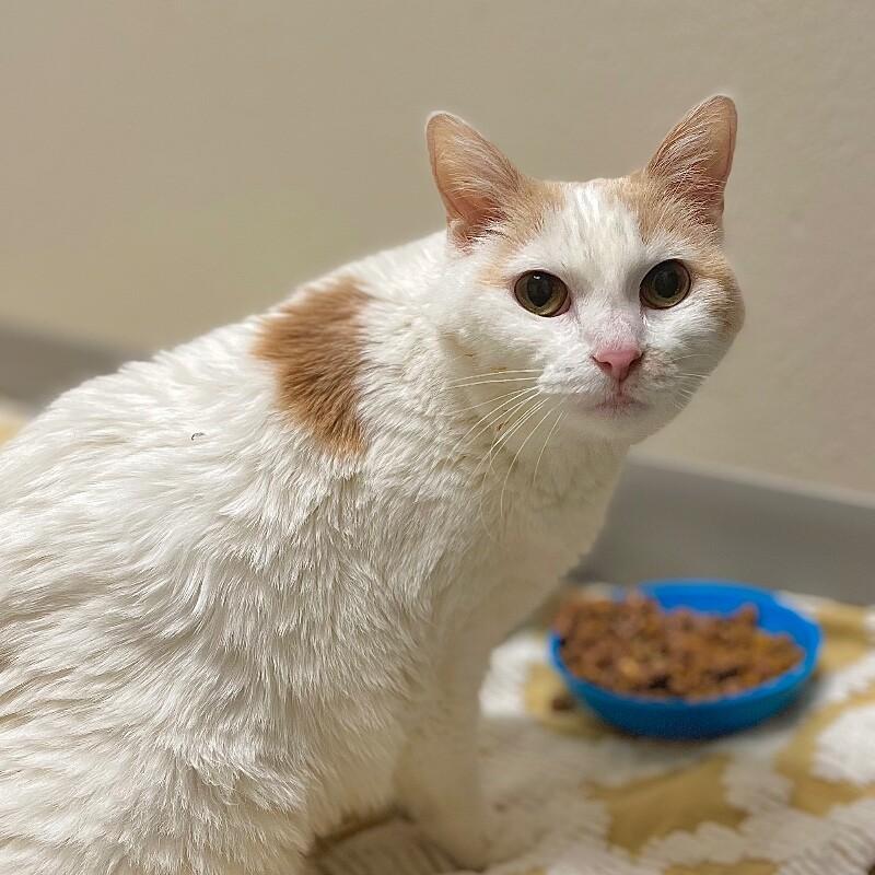 Enlarge Tabitha, a Adoptable mixed breed in Yankton, SD image 4/6