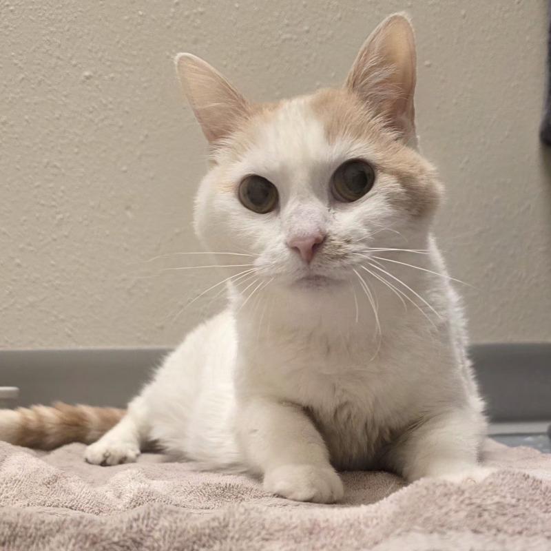 Enlarge Tabitha, a Adoptable mixed breed in Yankton, SD image 5/6