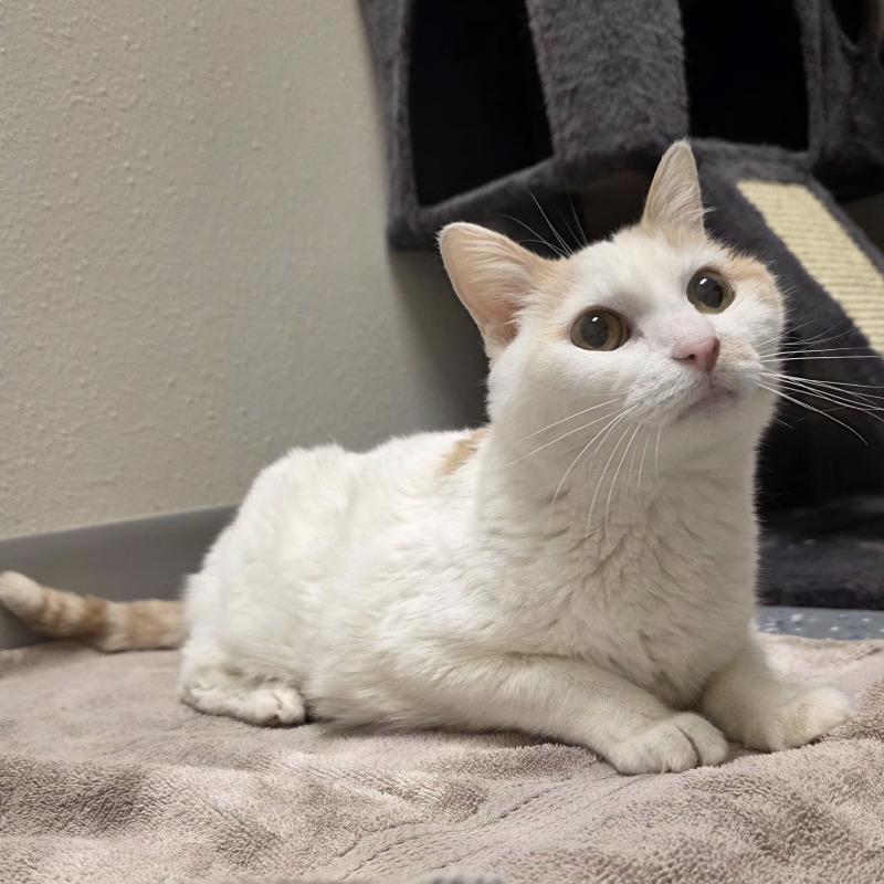 Enlarge Tabitha, a Adoptable mixed breed in Yankton, SD image 6/6